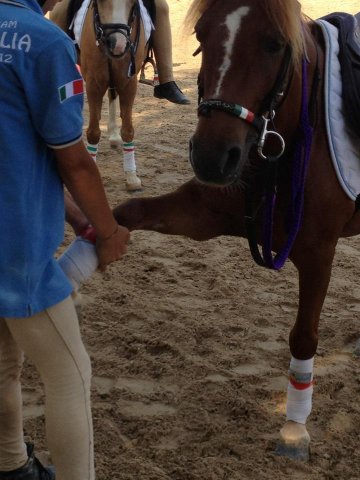 …e perché no, anche i pony fanno stretching!